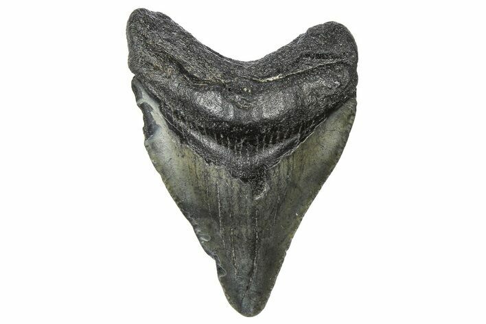 Juvenile Megalodon Tooth - South Carolina #360933